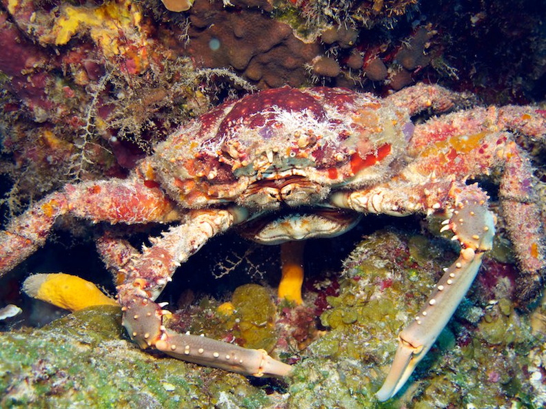 IMG_3275 Channel Cling Crab.jpg